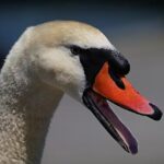 Správa PPC Ceník: Kolik Stojí Profesionální Péče o Vaše Kampaně?