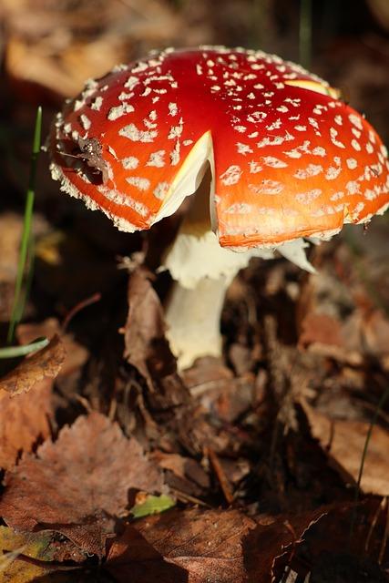 Rizika stahování hudby z neověřených zdrojů - jak se chránit?