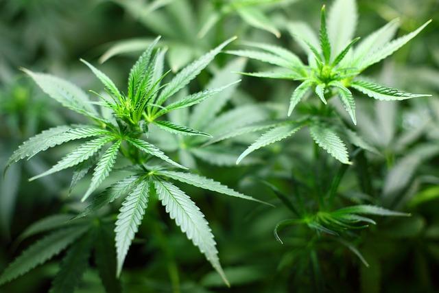 Jak legalizace konopí ovlivnila trh a podnikatelské příležitosti