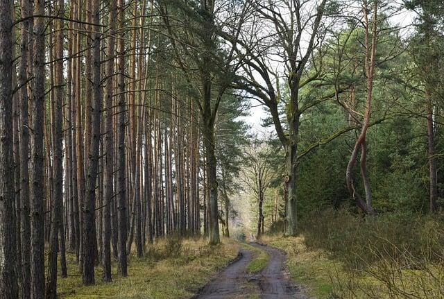 Způsoby, jak podpořit osobní rozvoj flegmatika v pracovním prostředí