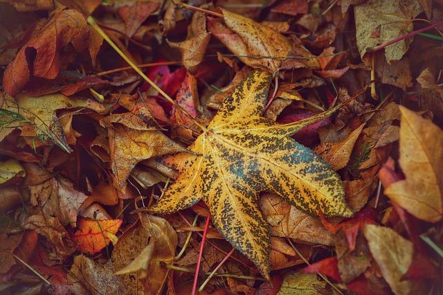 Zapomeňte na komplikace - tady je jednoduchý postup pro stahování fotek z Instagramu