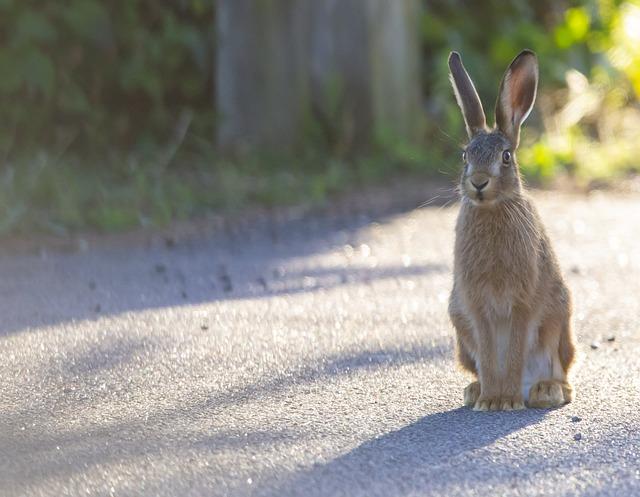 Specifika identifikované osoby a práva podnikatelů